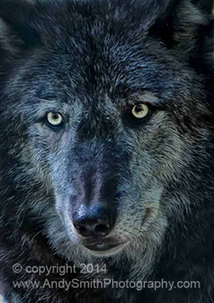 Alpha Male Wolf